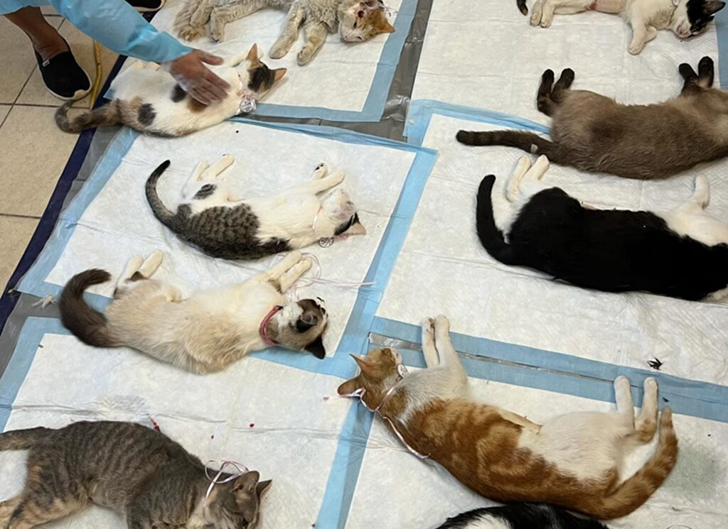 spaysx01-1024x992
