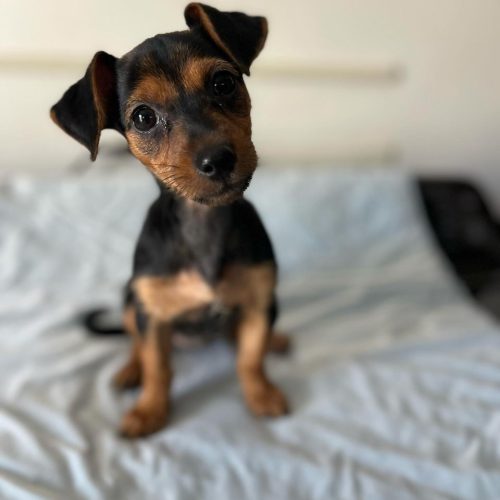 Looking to adopt a dog in San Diego? This black and brown dog is sitting on a bed, ready for San Diego dog adoption.