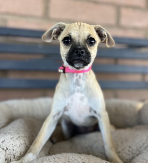 The Bonnie dog is sitting comfortably on a soft surface, ready for Puppy adoption in San Diego.