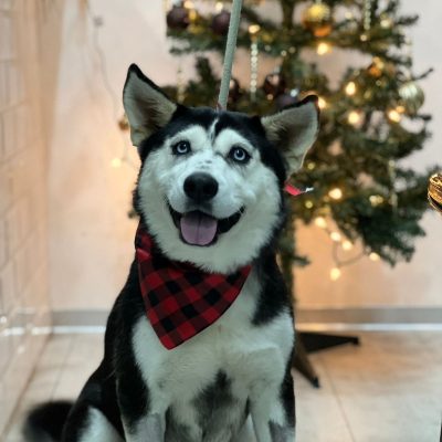 Hurley is waiting for her furever family for over a year now.