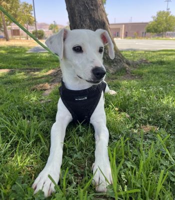 Adopt a dog in San Diego. White dog sitting on grass in a playful mood, available for San Diego dog adoption.