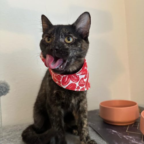 Kitty the tortie girl is available for adoption