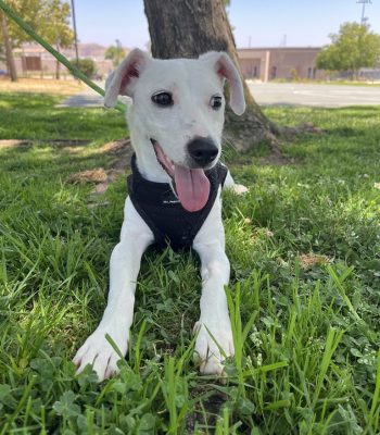 Adopt a dog in San Diego. White dog sitting on grass in a happy and playful mood, available for San Diego dog adoption.