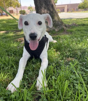 Adopt a dog in San Diego. White dog sitting on grass, available for San Diego dog adoption.