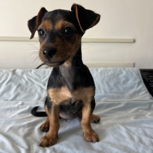 This black and brown mimi dog is sitting on the bed, available for adoption in San Diego.
