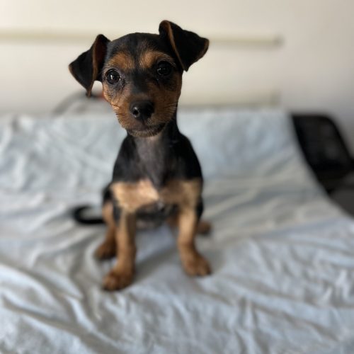 This black and brown Cute mimi dog is sitting on the bed, available for adoption in San Diego.