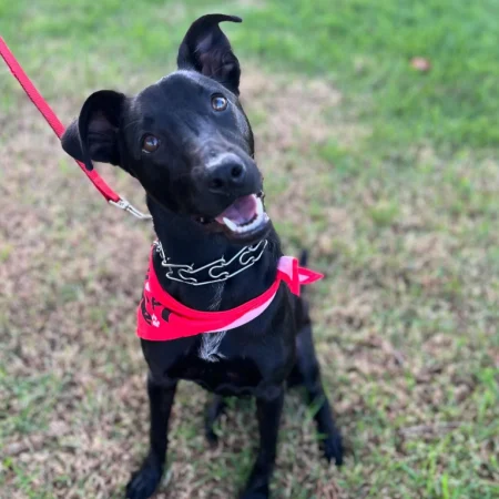 Onix loves play time with other dogs! $250 to adopt, comes with bed, harness, toy. He is amazing!