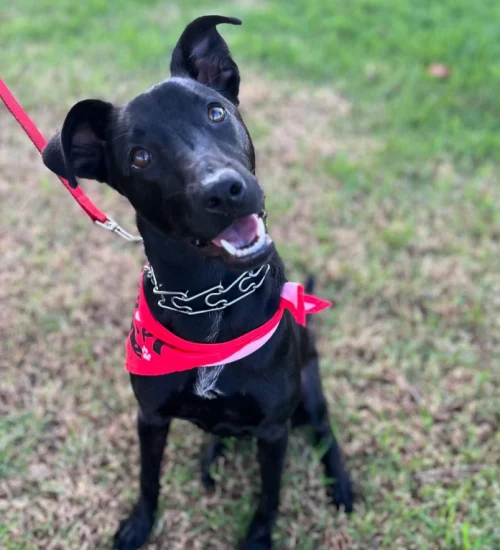 Onix loves play time with other dogs! $250 to adopt, comes with bed, harness, toy. He is amazing!