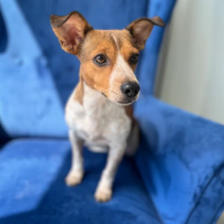 This brown and white dog is sitting on a blue sofa, part of adopt a puppy San Diego.