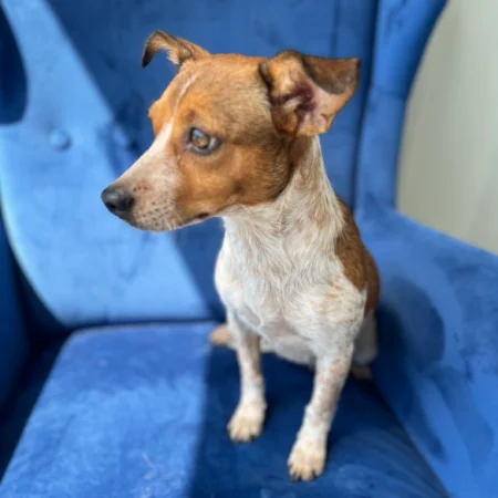 This brown and white dog is resting on a blue sofa, available for San Diego adoptable dogs.