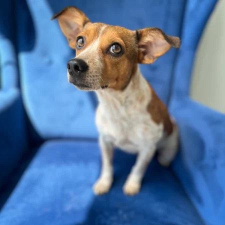 This brown and white dog is sitting on a blue sofa, available for adopt a rescue dog in San Diego.