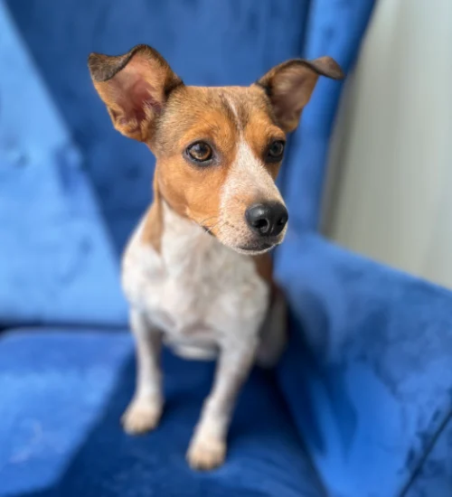This brown and white dog is resting on a blue sofa, available for adoption at dog shelters in San Diego.