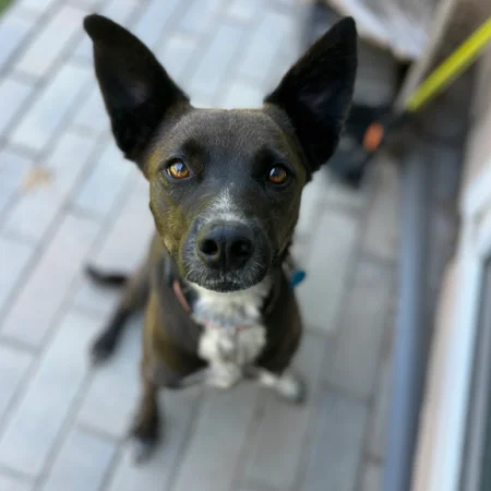 Adopt a dog today. This black dog is walking in the garden street, looking for a loving home through dog rescue San Diego.