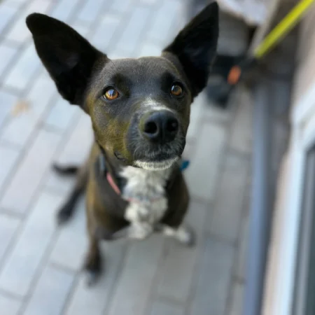 This black dog is in the garden street, part of adopt a puppy San Diego.