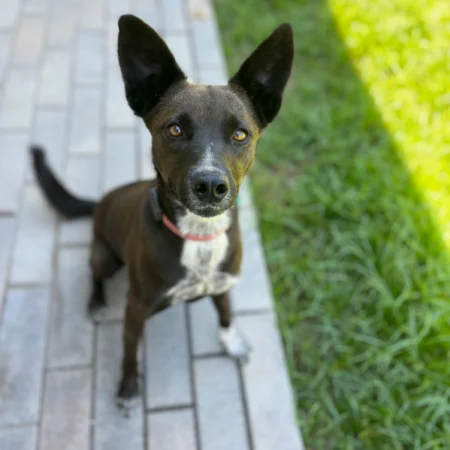 This black dog is in the garden street, available for San Diego adoptable dogs.