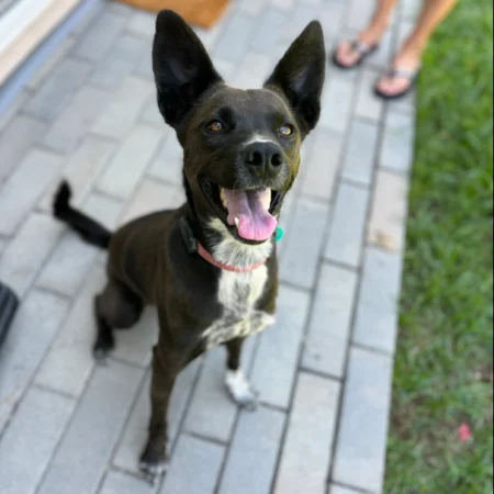 This black dog is in the garden street, available for adopt a rescue dog in San Diego.