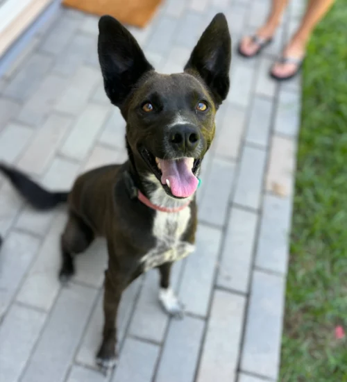 This black dog is in the garden street, available for adoption at dog shelters in San Diego.