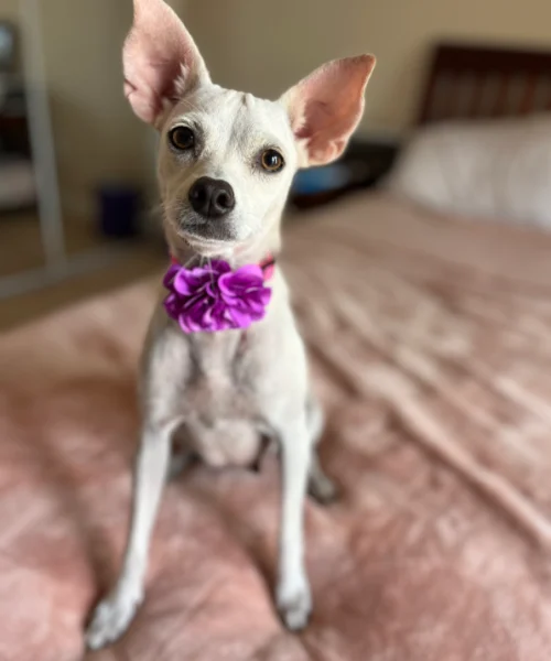 Adopt a puppy today.This white puppy is on the bed, looking for a loving home through dog rescue San Diego.