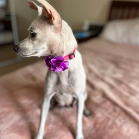 This white puppy is resting on the bed, available for adoption at dog shelters in San Diego.