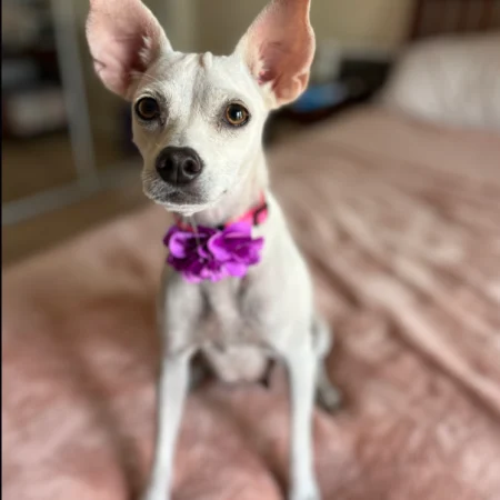 Looking to adopt a puppy in San Diego? This white puppy is lying on the bed, ready for Puppy adoption in San Diego.