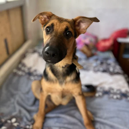 This black and brown dog curioulsy sitting on the bed, available for adopt a rescue dog in San Diego.