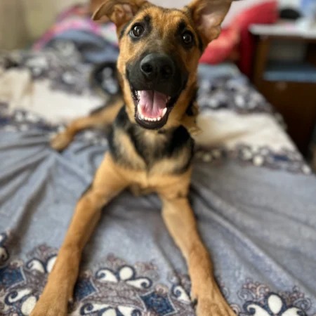 Adopt a dog in San Diego – this black and brown dog is smiling while lying on the bed, available for San Diego dog adoption.