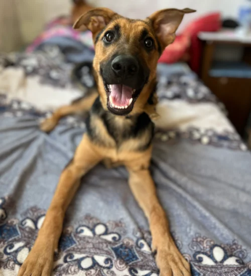 Adopt a dog in San Diego – this black and brown dog is smiling while lying on the bed, available for San Diego dog adoption.