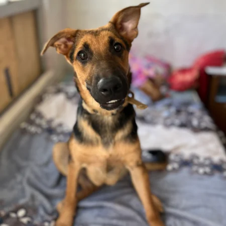 Looking to adopt a dog in San Diego? This black and brown dog is smiling while on the bed, ready for Puppy adoption in San Diego.