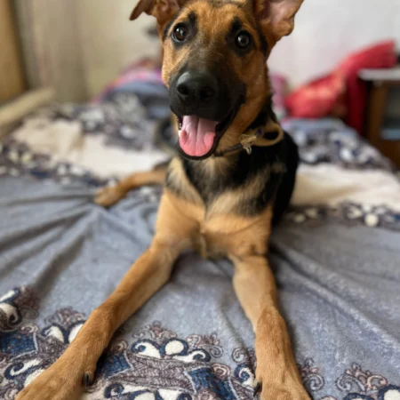 Adopt a dog in San Diego – this black and brown dog is smiling while lying on the bed, available for San Diego dog adoption.
