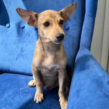 This brown dog is relaxing on a blue sofa, ready for adopt a rescue dog in San Diego.