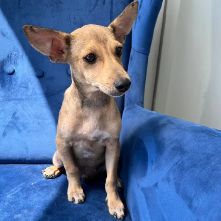 Looking to adopt a dog? This brown dog is sitting on a blue sofa, ready for San Diego dog adoption.