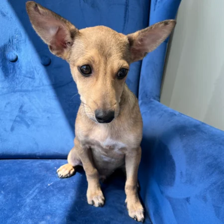 Looking for the best places to adopt dogs in San Diego? This brown dog is sitting on a blue sofa, ready for adoption.