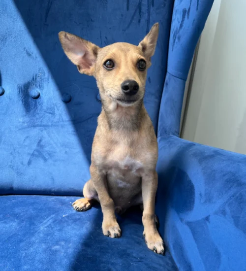 Looking for a dog to adopt in San Diego? This brown cute face dog is sitting on a blue sofa, part of spay and neuter campaigns in San Diego.