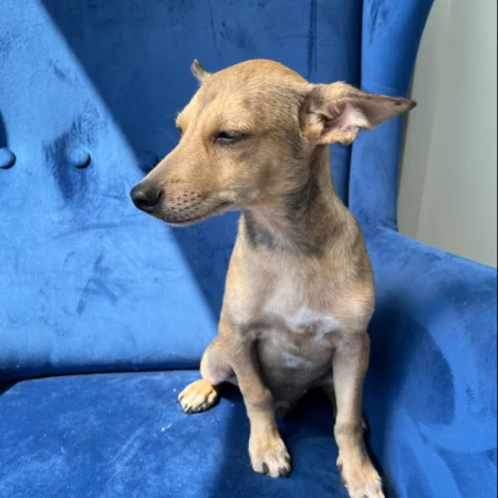 Looking for a dog to adopt in San Diego? This brown dog is Sitting on a blue sofa, part of spay and neuter campaigns in San Diego.