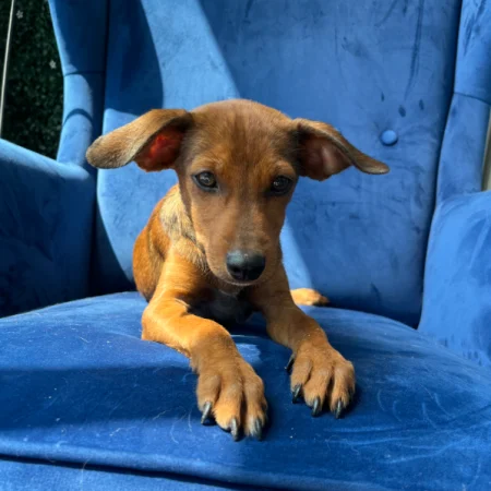 Adopt a dog today. This brown dog is lying on a blue sofa, looking for a loving home through dog rescue San Diego.