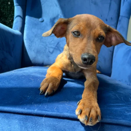This brown dog is lying on a blue sofa, available for San Diego adoptable dogs.