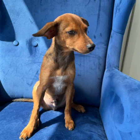 The cute smile brown dog is sitting on a blue sofa, available for adopt a rescue dog in San Diego.
