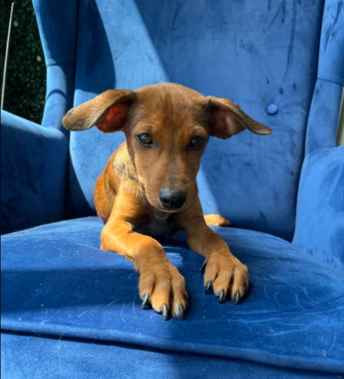 This brown dog is lying on a blue sofa, available for adopt a rescue dog in San Diego.