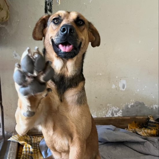 Camila is perfect for a young family! Low maintenance, chill, sweet girl.