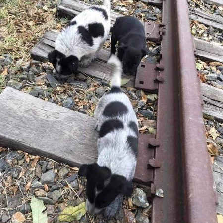 Puppies found on railroad track wandering for food.
