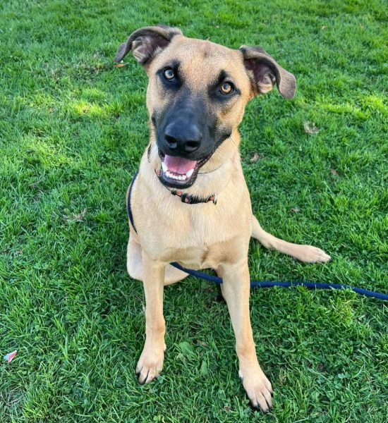 This dog is sitting on the grass in very happy mood, available for adoption in San Diego.