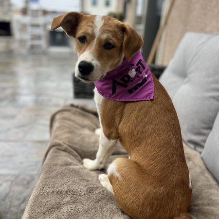Adopt a dog in San Diego – this freya dog is sitting comfortably on a sofa, available for San Diego dog adoption.