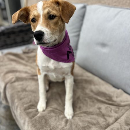 Adopt a dog in San Diego – this dog is sitting comfortably on a sofa, available for San Diego dog adoption.