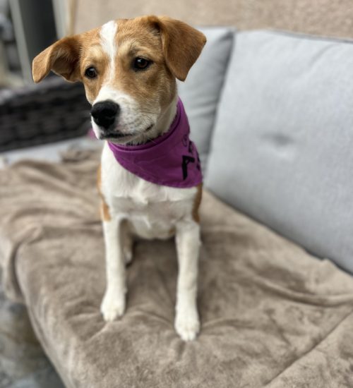 Adopt a dog in San Diego – this dog is sitting comfortably on a sofa, available for San Diego dog adoption.
