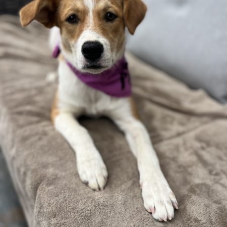 This dog is sitting comfortably on a sofa, available for San Diego dog adoption.