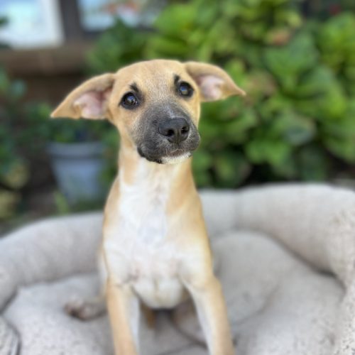 The Frida dog is sitting comfortably on a soft surface, ready for Puppy adoption in San Diego.