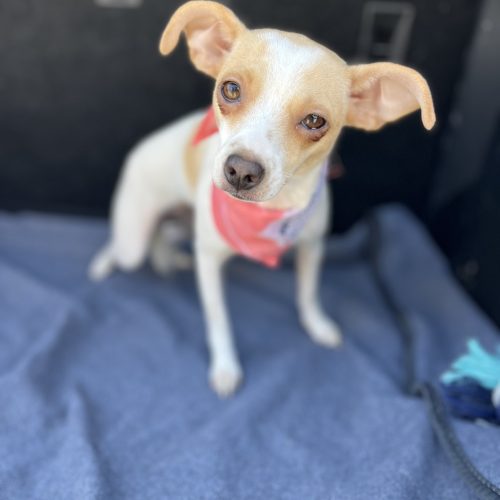 This Hanna dog is sitting in the car footwell, on blue surface available for adoption at dog shelters in San Diego.