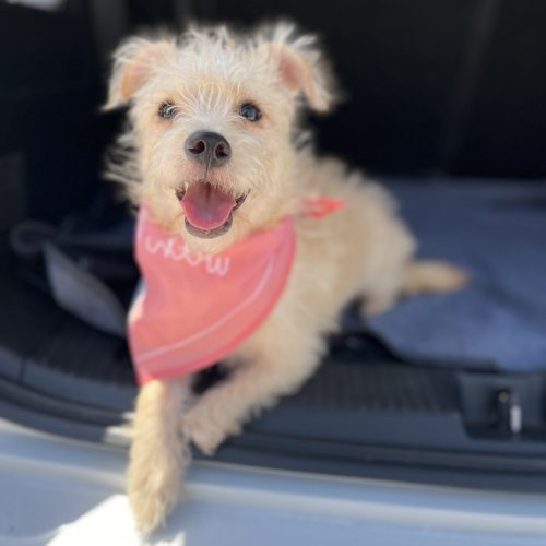 This dog is sitting in the car footwell, available for adoption at dog shelters in San Diego.