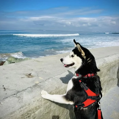 Harley loves adventures!