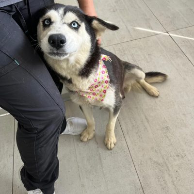 Harley when she was abandoned